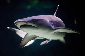 Shark Swimming Kelly Tarltons Aquarium Wallpaper