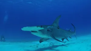 Shark Tank Business Insights Wallpaper