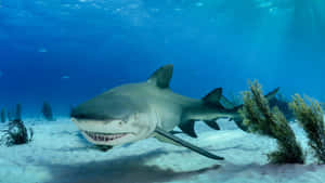 Shark Tank Business Insights Wallpaper