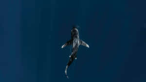 Shark Tank Business Insights Wallpaper