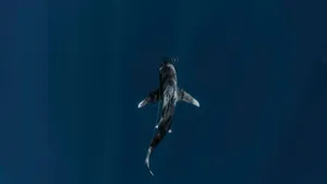 Shark Tank Business Insights Wallpaper