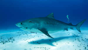 Shark Tank Business Insights Wallpaper