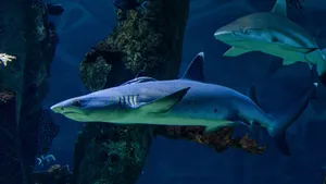 Shark Tank Business Insights Wallpaper