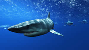 Shark Tank Business Insights Wallpaper