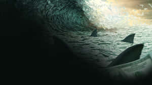 Shark Tank Business Strategies Wallpaper