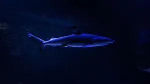 Shark Tank Investment Strategies Wallpaper