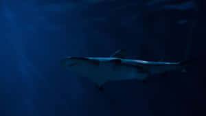 Shark Tank Investment Strategies Wallpaper