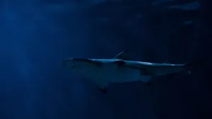 Shark Tank Investment Strategies Wallpaper