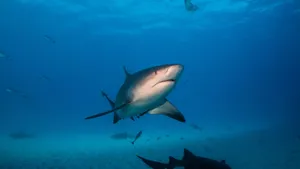 Shark Tank Investment Strategies Wallpaper