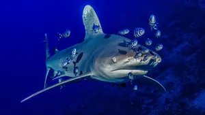 Shark Tank Investment Strategies Wallpaper