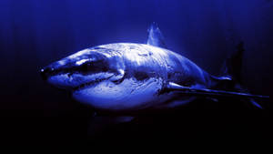 Shark With Bruise Wallpaper