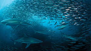 Sharks_and_ Sardine_ Bait_ Ball.jpg Wallpaper