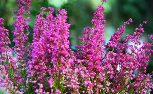 Sharp Pink Bell Heather Wallpaper