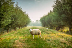 Sheep Between Trees Wallpaper