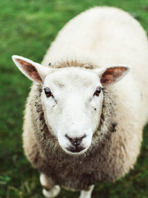 Sheep Close-up Shot Wallpaper