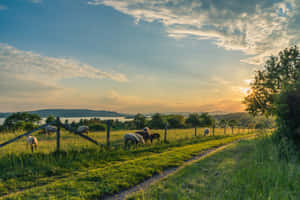 Sheep Grazing On A Field At Sunset Wallpaper