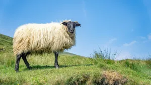 Sheep Grazing On Country Farm Wallpaper