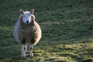 Sheep In Grass Field Wallpaper