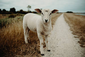 Sheep On A Pathway Wallpaper