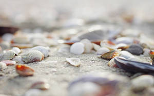 Shells Focus Photography Wallpaper