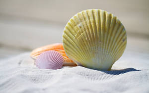 Shells On White Sand Wallpaper