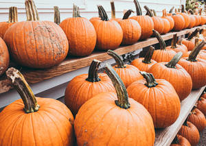 Shelves Of Pumpkins Wallpaper