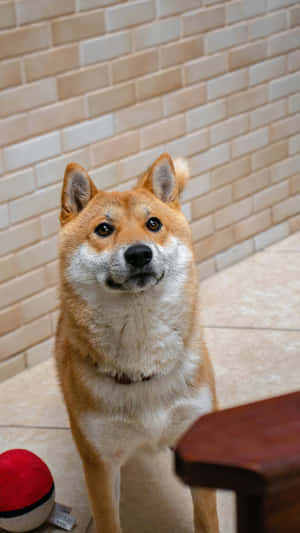 Shiba Inu Alert And Curious Wallpaper