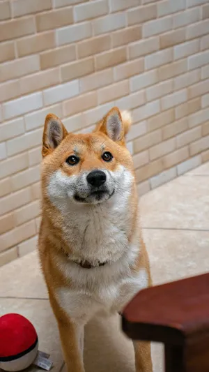 Shiba Inu Alert And Curious Wallpaper