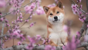 Shiba Inu Among Cherry Blossoms Wallpaper