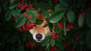 Shiba Inu Among Red Berries Wallpaper