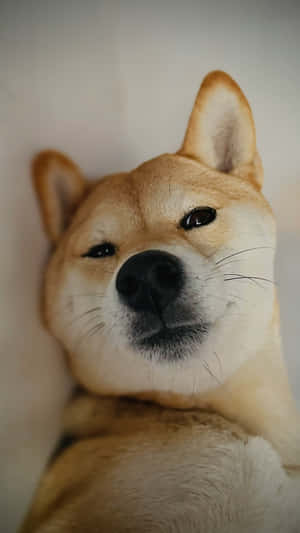 Shiba Inu Close Up Portrait Wallpaper