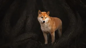 Shiba Inu Dog Standing Wallpaper