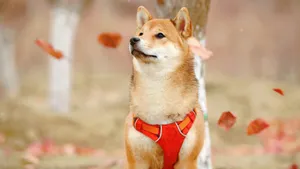 Shiba Inu In Autumn Wallpaper