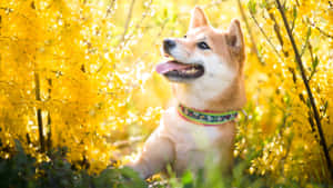 Shiba Inu In Autumn Light Wallpaper