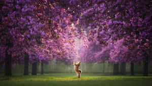 Shiba Inu In Cherry Blossom Park Wallpaper