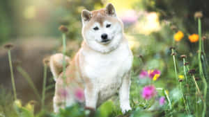 Shiba Inu In Flower Garden Wallpaper