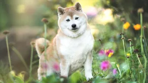 Shiba Inu In Flower Garden Wallpaper