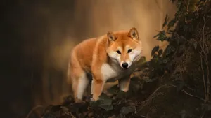 Shiba Inu In Forest Wallpaper