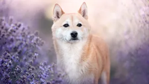 Shiba Inu In Lavender Field Wallpaper