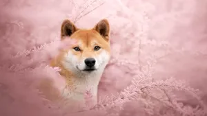 Shiba Inu In Pink Blossoms Wallpaper