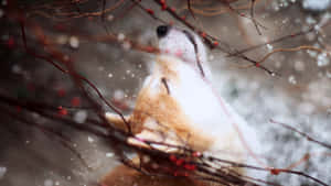 Shiba Inu In Snow Wallpaper