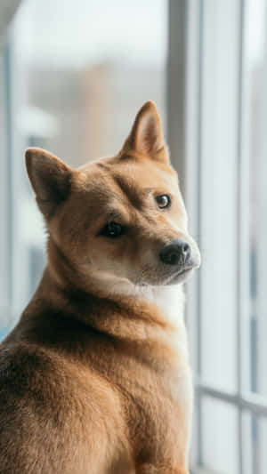 Shiba Inu Looking Outside Wallpaper