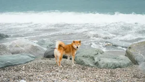 Shiba Inu On Rocky Beach Wallpaper