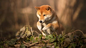 Shiba Inu Playing Outdoors Wallpaper
