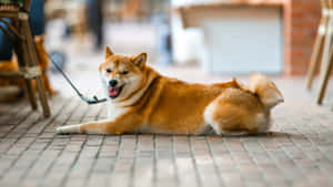 Shiba Inu Relaxing Outdoors Wallpaper