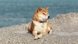 Shiba Inu Relaxing Outdoors Wallpaper
