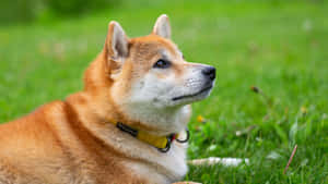 Shiba Inu Relaxing Outdoors Wallpaper