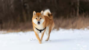 Shiba Inu Running In Snow Wallpaper