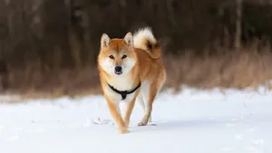 Shiba Inu Running In Snow Wallpaper