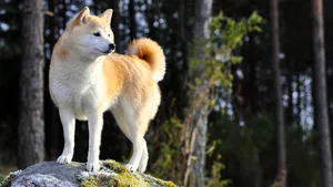 Shiba Inu Standing Proud Wallpaper